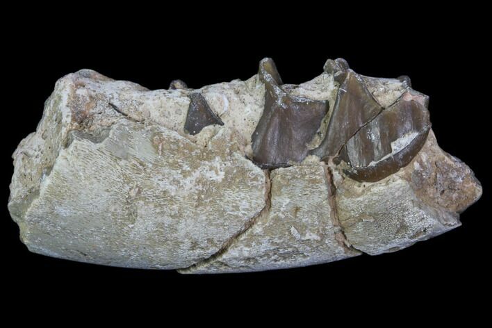 Hyracodon (Running Rhino) Jaw Section - South Dakota #80171